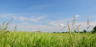 Wie der Klimawandel die Auswirkungen von invasiven Pflanzen verschlimmern kann