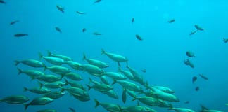 Der Klimawandel hat schon Auswirkungen auf die weltweiten Fischbestände