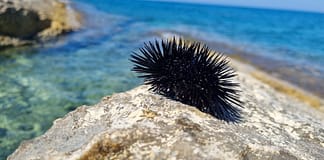 45.000 Meerestierarten sind bedroht: Welche sind am meisten gefährdet?