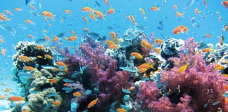 Forschungsergebnisse zeigen, dass die Limits des Pariser Abkommens immer noch katastrophal für Korallenriffe sind