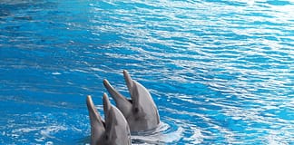 Warme Ozeane werden lauter