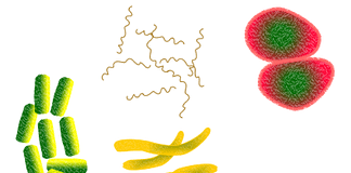 Die Erwärmung des Klimas verringert die mikrobielle Vielfalt Bakterien