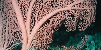 Lehren aus der Vergangenheit: Wie Kaltwasserkorallen auf die globale Erwärmung reagieren Koralle