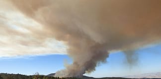 Wie „grüne Inseln“ die Regeneration von Wäldern nach Bränden unterstützen Waldbrände