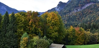 Wald oder Weide: Der Erhalt von Bäumen kann Klimafolgen mildern Wald_oder_Weide