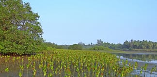 Neue Studie zeigt, dass Wiederherstellung von Mangroven und Riffen positive Investitionsrendite für den Hochwasserschutz bringt Mangrovensetzlinge