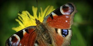 Klimawandel als Hauptursache für den Rückgang der biologischen Vielfalt bis zur Jahrhundertmitte Biodiversität