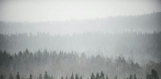Feuer und Eis: Wie der Klimawandel Schwedens Wälder bedroht Wald_Schweden