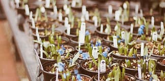 Künstliche Intelligenz und Pflanzenzüchtung: Ein grünes Wunderwerk im Kampf gegen den Klimawandel Pflanzen_Züchtung