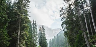 Rasante Veränderungen in der Arktis und borealen Ökosystemen: Ein Weckruf für die Welt Boreale_Wälder