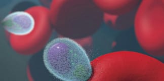 Klimawandel und Malaria: Neue Erkenntnisse zur Temperaturabhängigkeit der Übertragung Paludismus_Malaria