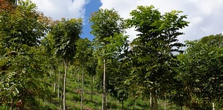 Klimafreundliche Aufforstung: Wie man Wälder für die Zukunft rüstet Aufforstung