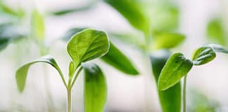 Uralte Pflanzen unter Stress: Klimawandel und Quecksilberbelastung durch Vulkanismus Pflanzen