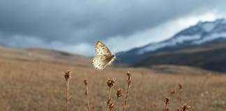 Der umgekehrte Schmetterlingseffekt: Wenn große Veränderungen kleine Flügel zum Schweigen bringen Schmetterlingseffekt_umgekehrt_Illustration