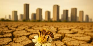 Bienen in der Zange: Wie Hitze und Landnutzung unsere Bestäuber bedrohen Biene_Hitze_Klimawandel_Illustration