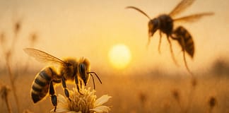 Wenn die Bienen verstummen – Was ihr Verschwinden für unsere Nahrung bedeutet Bienen_bedrohte_Arten_Illustration