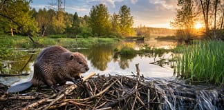 Biber als Klimaarchitekten – wie kleine Nager ganze Flusssysteme in CO₂-Speicher verwandeln Bieber-Flusslandschaft-CO2-Senke_Illustration