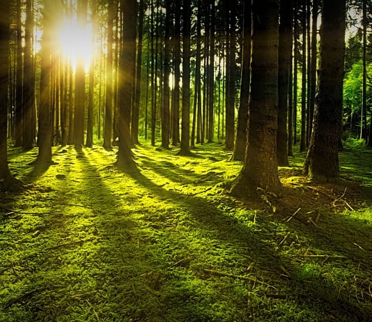 Studie erforscht, wie gemäßigte Regenwälder im Kampf gegen den Klimawandel helfen können