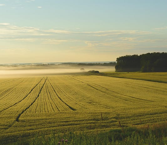 Neue Schätzstrategie verbessert Probenahme von Bodenkohlenstoff auf landwirtschaftlichen Feldern