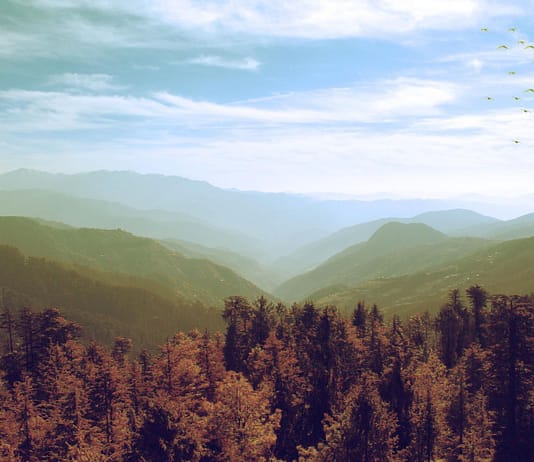 Indischer Waldverlust aufgrund des Klimawandels schlimmer als befürchtet
