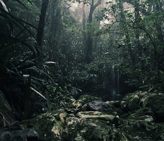 Feuer im Regenwald: Eine zunehmende Gefahr für Afrikas feuchte Wälder Regenwald